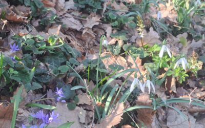 Стигло је пролећно време на Фрушку гору